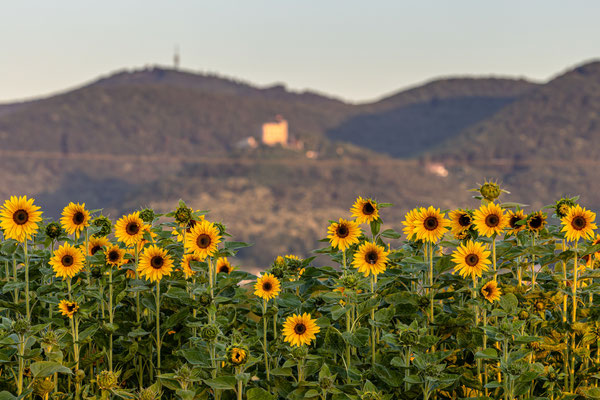 Kleines Sonnenblumenfeld bei Neustadt