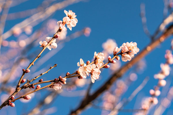 Bereits Anfang Februar: erste Mandelblüte bei Gimmeldingen