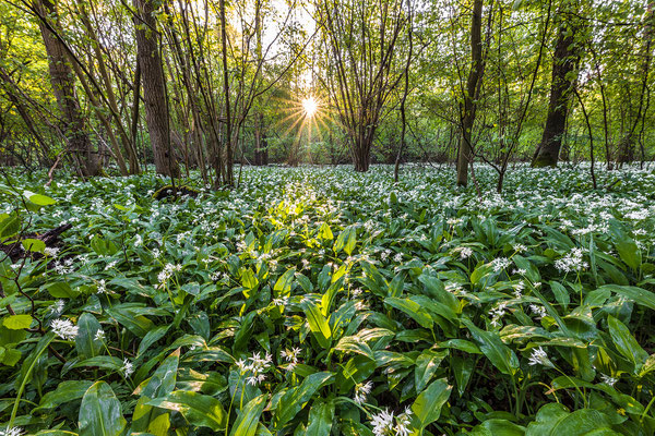 Bärlauchblüte im Queichtal