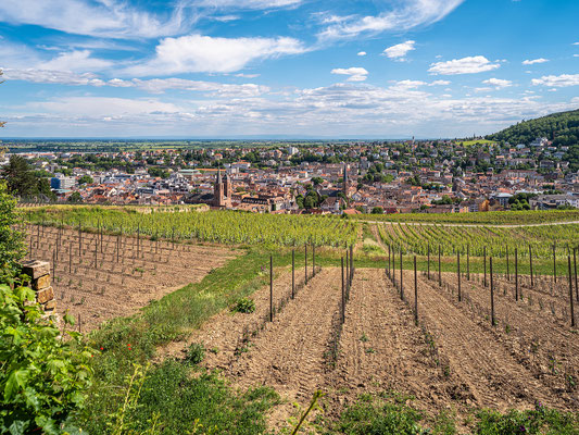 In den Weinbergen oberhalb Neustadts