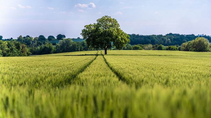 Landschaft in der Südpfalz