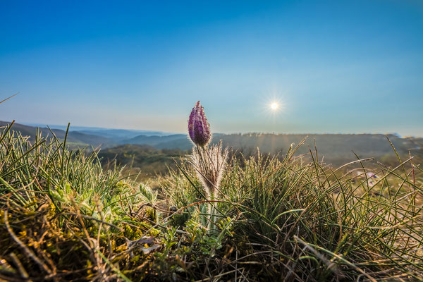 Küchenschellenblüte bei Falkenstein