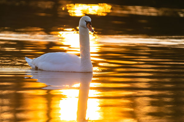 Höckerschwan