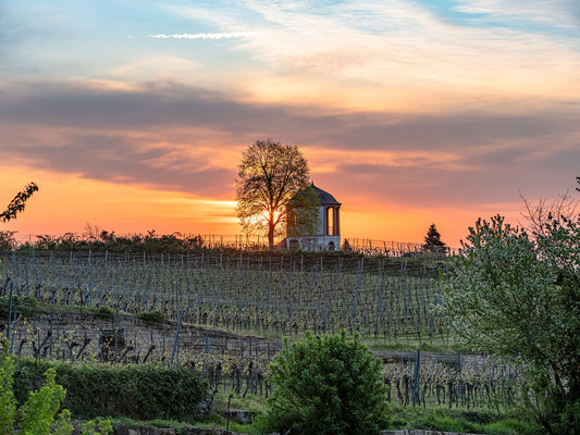 Sonnenaufgang am Deidesheimer Tempel