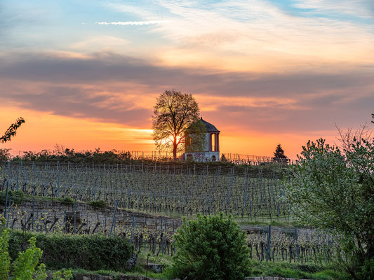 Sonnenaufgang am Deidesheimer Tempel