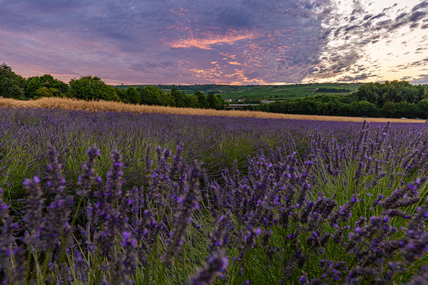 Abendstimmung bei Asselheim