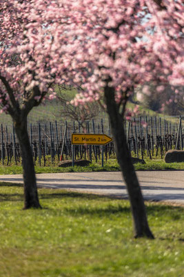 Mandelblüte bei Maikammer