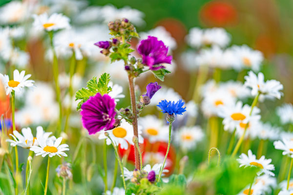 Blumenwiese bei Duttweiler