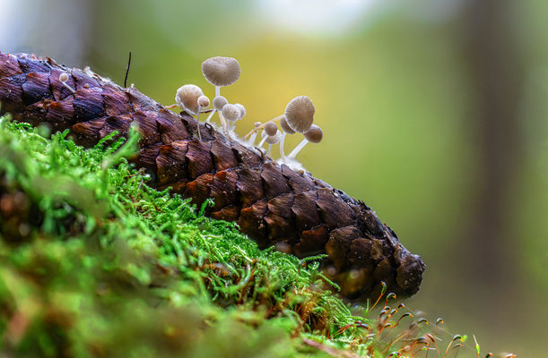 Pilzwelt im Modenbachtal