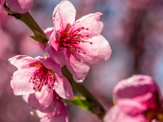 Pfirsichblüte in Neustadt