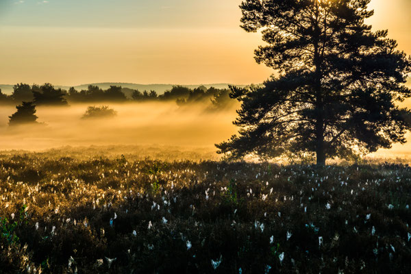 Morgennebel über dem Heidekraut