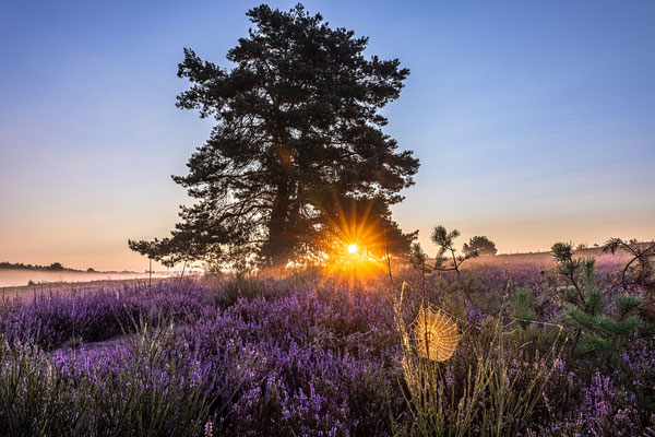 Morgens in der Mehlinger Heide
