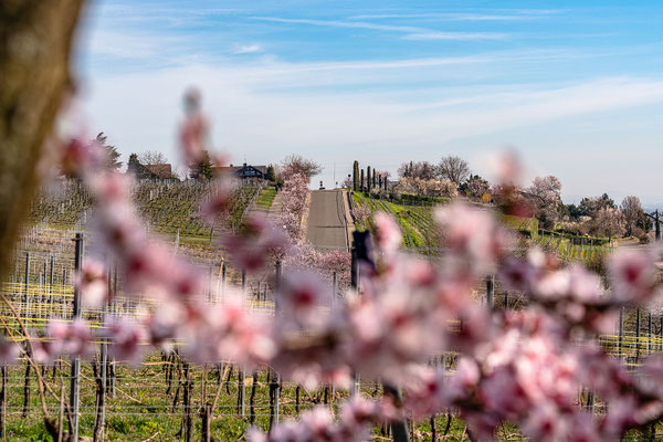 Mandelblüte in Gimmeldingen