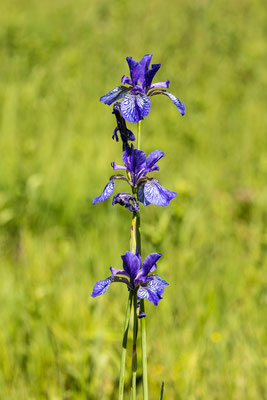 Auf einer Orchideenwiese bei Geinsheim