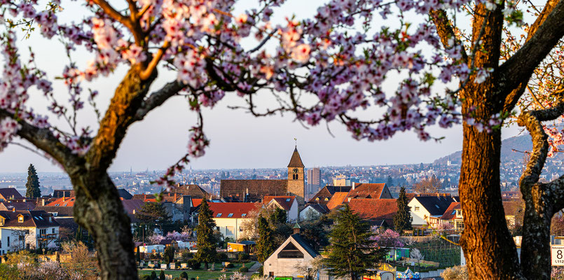 Mandelblüte bei Gimmeldingen