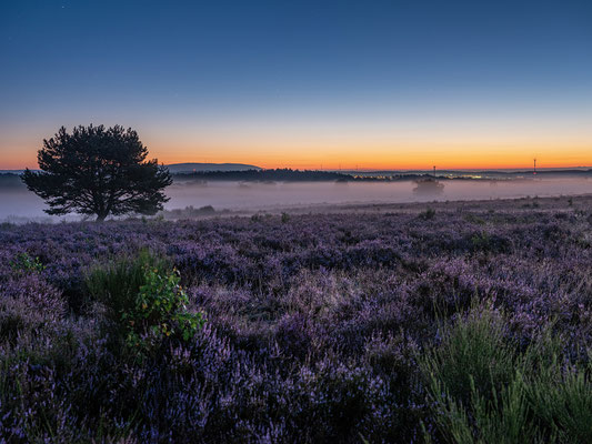 Bodennebel in der Mehlinger Heide