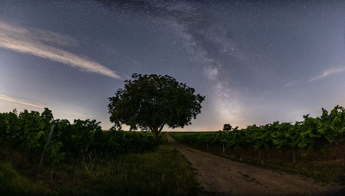 Die Milchstraße in den Weinbergen bei Duttweiler