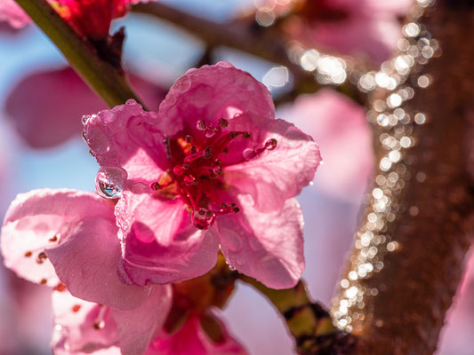 Pfirsichblüte in Neustadt
