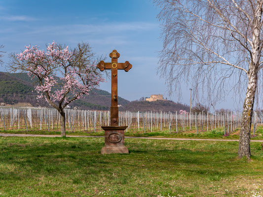 Mandelblüte bei Maikammer