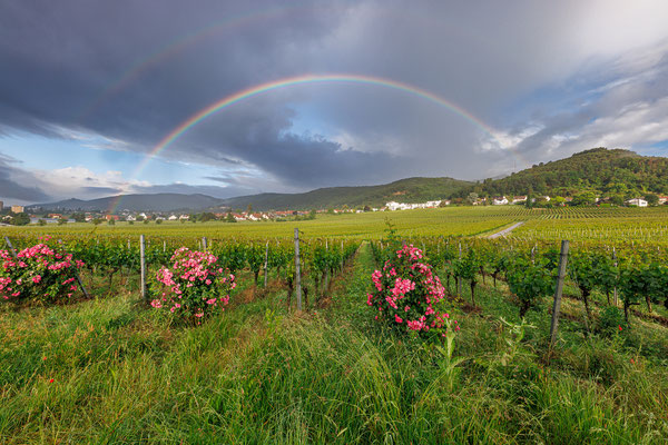 Regenbogen bei Gimmeldingen