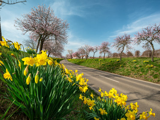 Mandel- und Narzissenblüte bei Nussdorf