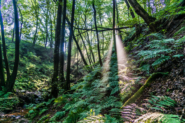 Nebelbänke im Gegenlicht