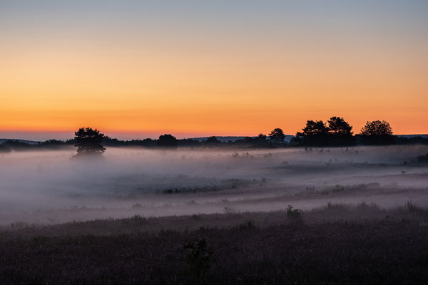 Bodennebel in der Mehlinger Heide