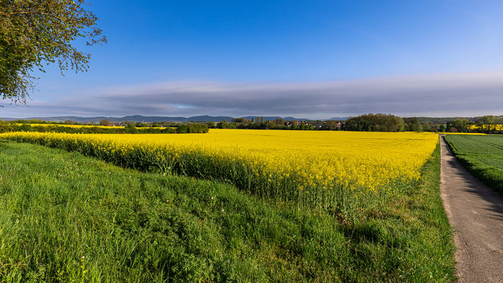 Rapsblüte um Barbelroth