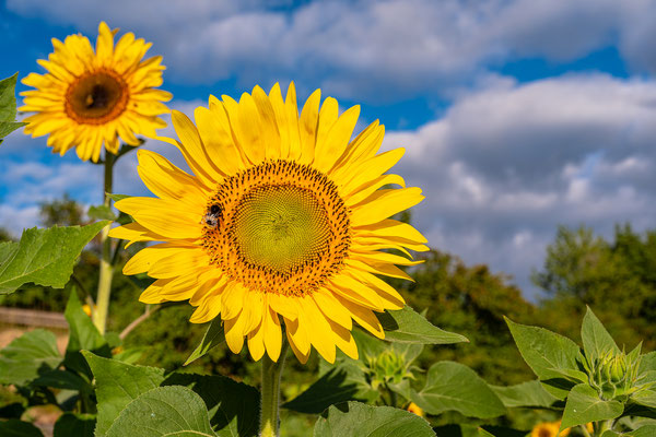 Sonnenblumenfeld bei Albersweiler