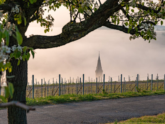 Dichter Morgennebel bei Birkweiler