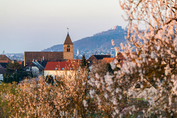 Mandelblüte bei Gimmeldingen