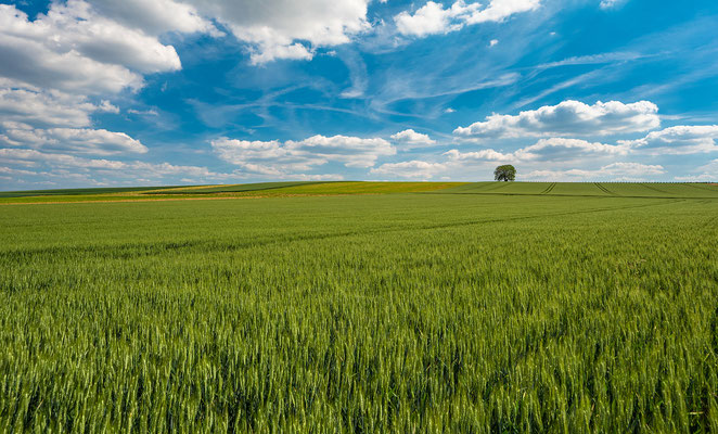 Sommerstimmung bei Kapellen-Drusweiler