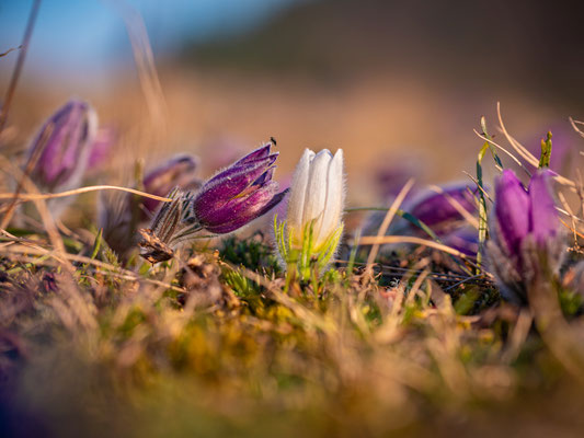 Blüte der Küchenschellen bei Falkenstein