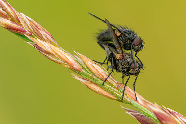 Fliegenpaarung