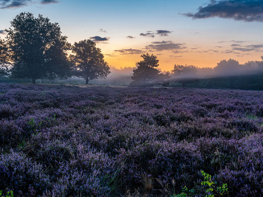 Nebliger Tagesanbruch in der Mehlinger Heide