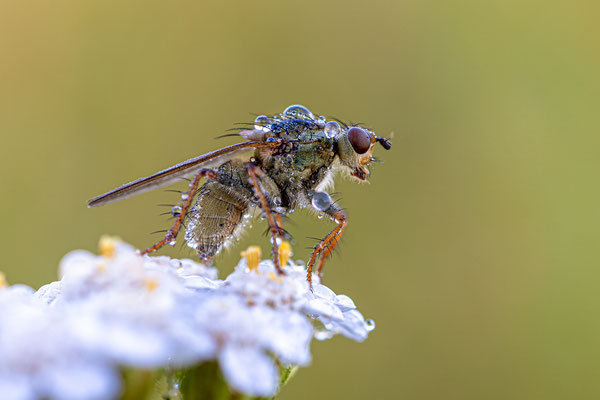 Taufeuchte Dungfliege