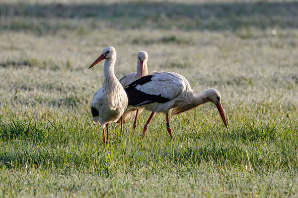 Weißstorch