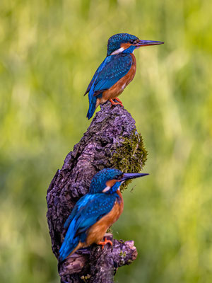 Eisvogel