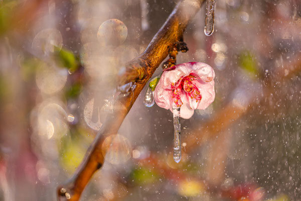 Vereiste Pfirsichblüten bei Neustadt