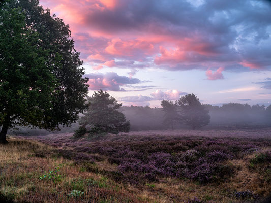 Nebliger Tagesanbruch in der Mehlinger Heide