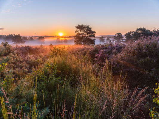 Bodennebel in der Mehlinger Heide