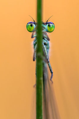 Libellen