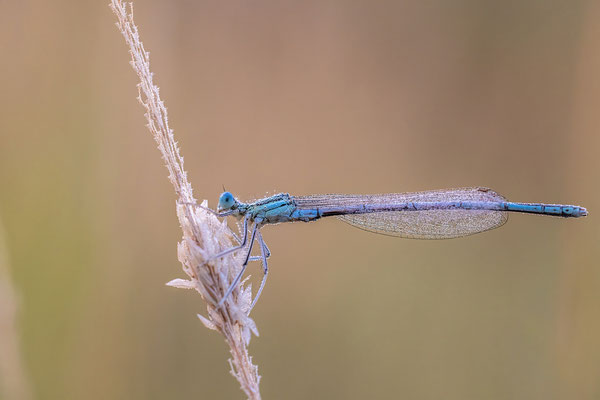 Federlibelle