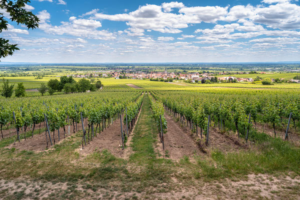 Blick auf Maikammer