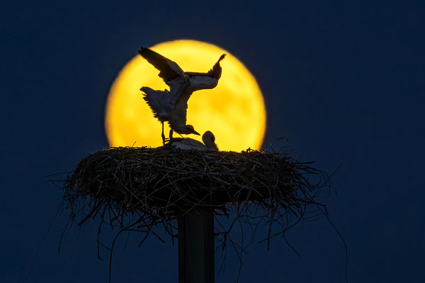 Storchenfamilie im Vollmondlicht