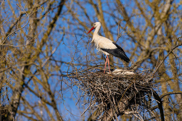 Weißstorch