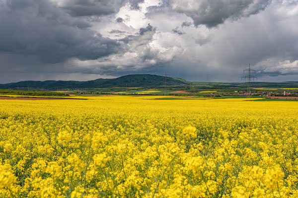 Rapsblüte bei Göllheim