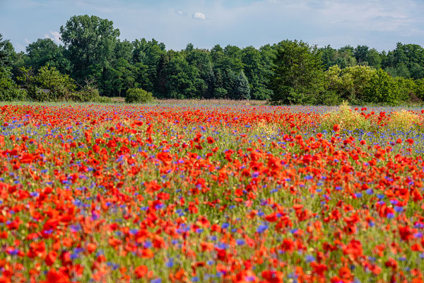 Wildblumenwiese bei Hassloch