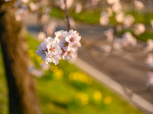 Frühling in Nussdorf