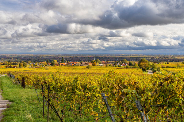 Herbststimmung in den Weinbergen bei Rhodt